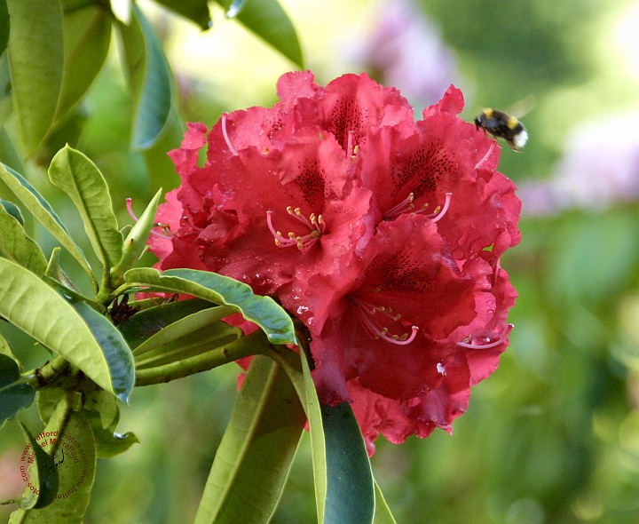 Rhododendron 8T97D-03.JPG